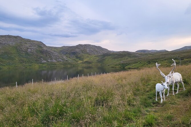 The North Cape and the King Crab - Cultural Encounters and Traditions
