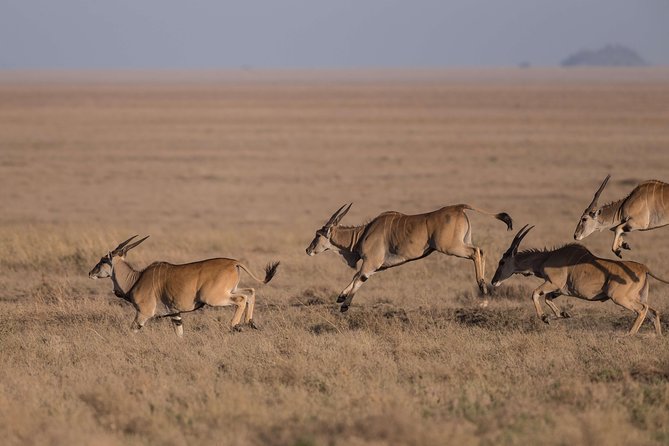 The Northern Tanzania Safari | 6 Day - Wildlife Sightings