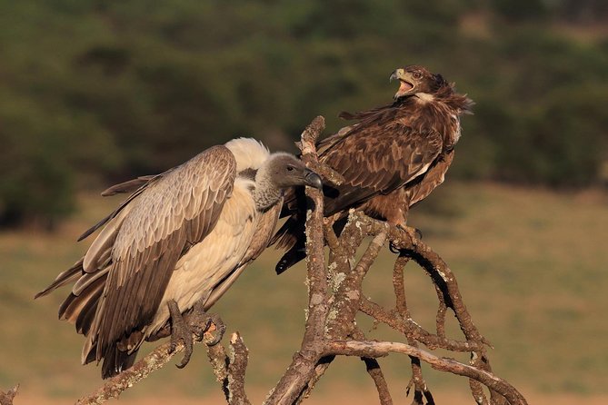 The Northern Tanzania Safari | 6 Day - Safety and Health Guidelines