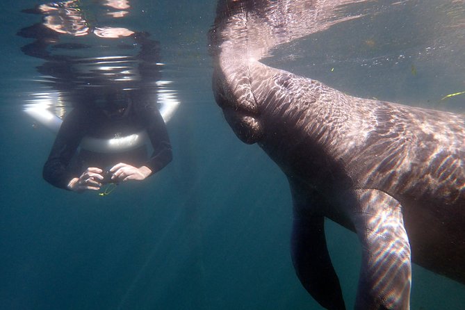 The OG Manatee Snorkel Tour With In-Water Guide/PhotOGrapher - Pricing and Booking Details