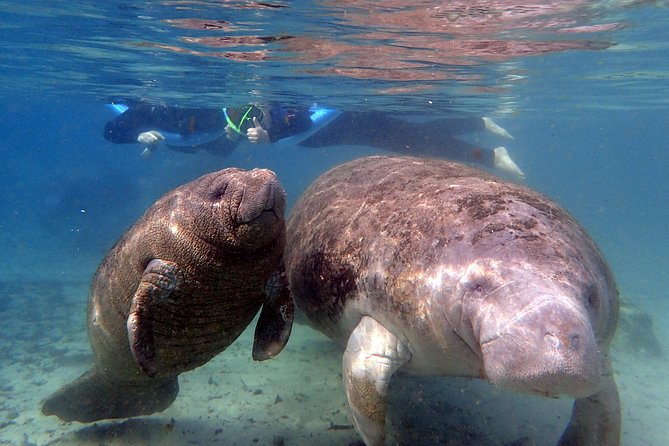 The OG Manatee Snorkel Tour With In-Water Guide/PhotOGrapher - Tour Inclusions and Equipment