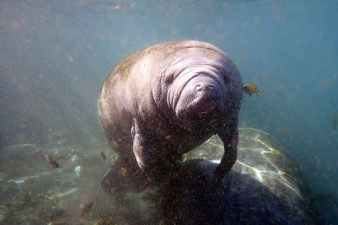 The OG Manatee Snorkel Tour With In-Water Guide/PhotOGrapher - Important Information for Participants