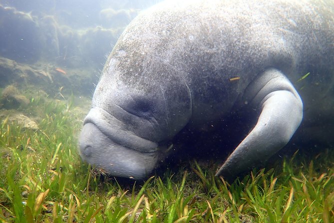The OG Manatee Snorkel Tour With In-Water Guide/PhotOGrapher - Cancellation Policy and Refunds