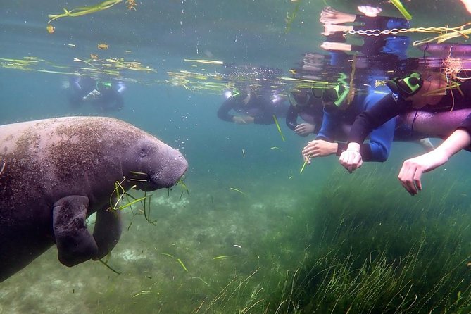 The OG Manatee Snorkel Tour With In-Water Guide/PhotOGrapher - Snorkeling Tips and Safety Precautions