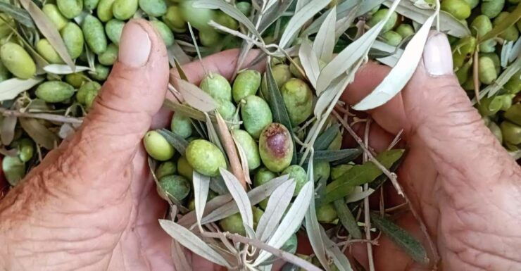 The Olive Oil Experience @ Lefkada Micro Farm - Experience Highlights