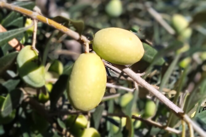 The Olive Oil Experience @ Lefkada Micro Farm - Maximum Traveler Limit