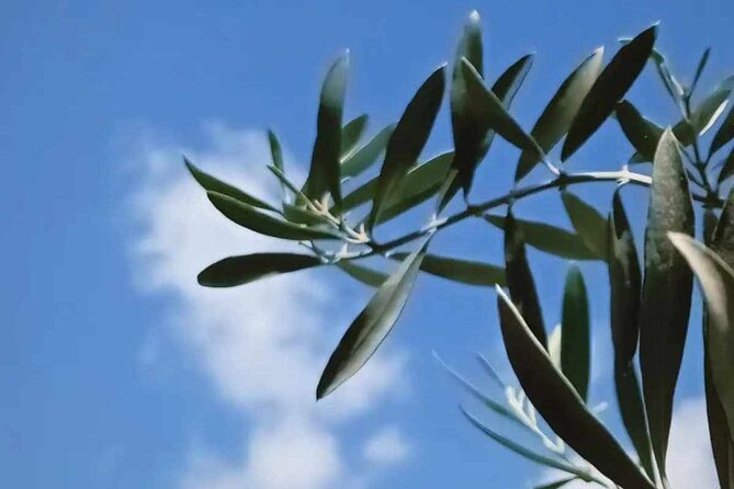 The Olive Oil Experience @ Lefkada Micro Farm - Additional Information About the Activity
