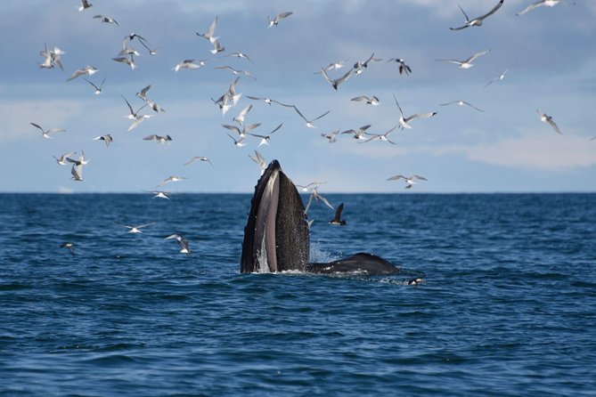 The Original Classic Whale Watching From Reykjavik - Overview and Meeting Point