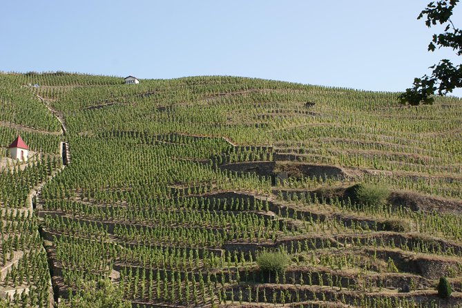 The Original Syrah Wine Tour (2:00 Pm - 6:30 Pm) - Small Group Tour From Lyon - Customer Reviews