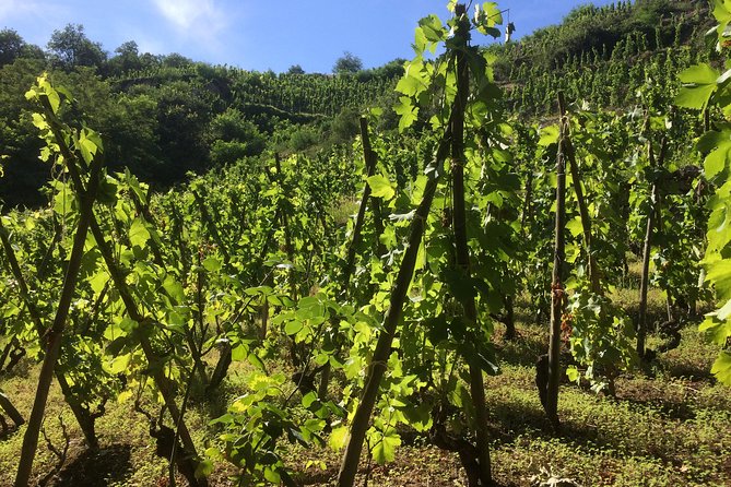 The Original Syrah Wine Tour (2:00 Pm - 6:30 Pm) - Small Group Tour From Lyon - Additional Information