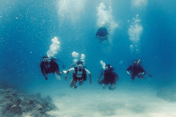The Original Tiger Shark Challenge - Good To Know  