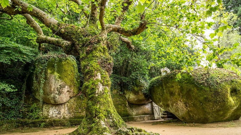 The Other Side of Sintra - Forgotten Woods Tour - Exploring Sintra’s Hidden Corners: A Deep Dive into the Forgotten Woods Tour