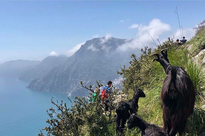 The Path of the Gods Private Guided Hike With Transfer - What To Expect
