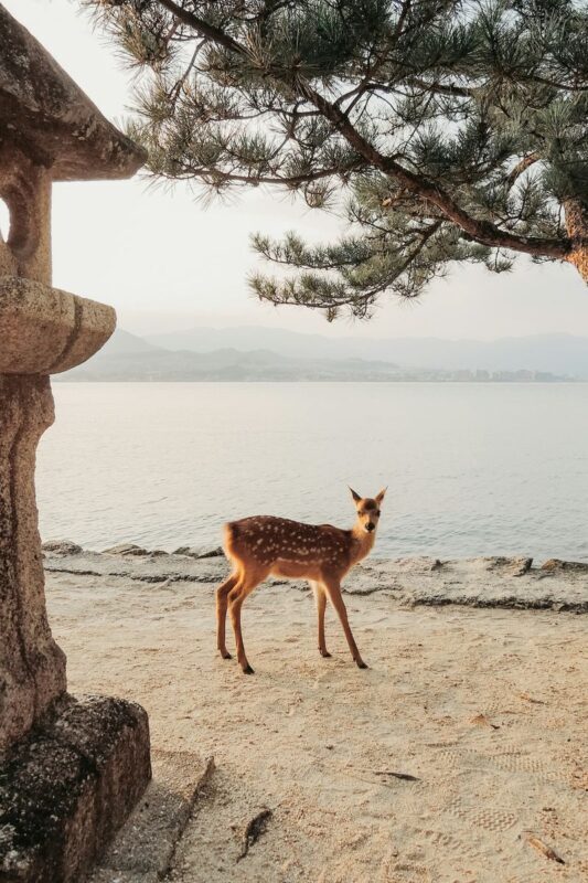 The Peace Memorial to Miyajima: Icons of Peace and Beauty - Who will get the most from this day