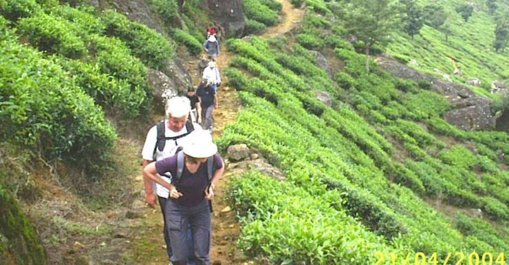 The Pekoe Trail, Stage 12, Trekking Fm Udaweriya To Haputale - Location and Directions