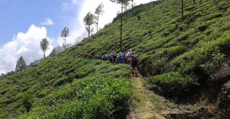 The Pekoe Trail, Stage 14,St. Catherine To Makulella - Experience Highlights
