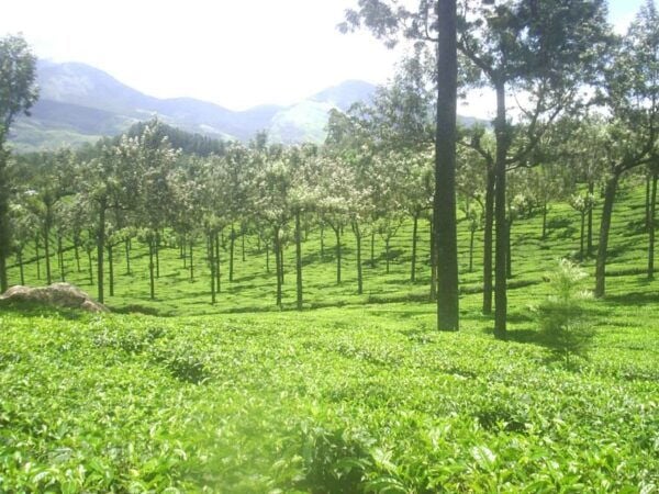 The Pekoe Trail, Stage 14,St. Catherine To Makulella - Common Questions