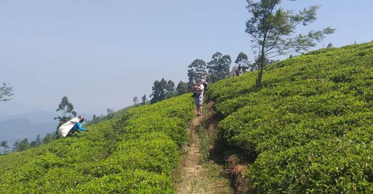 The Pekoe Trail, Stage 16, Trekking From Ella to Demodera - Booking Information