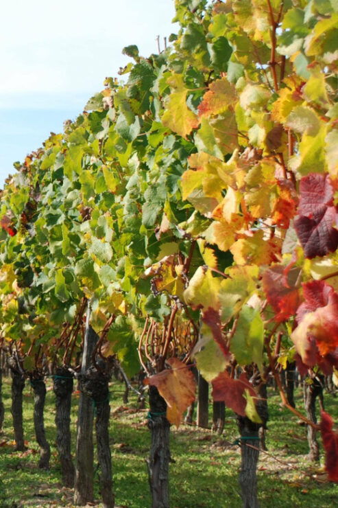 The Penedès: Cava Winery Small Group Tour - Booking Information