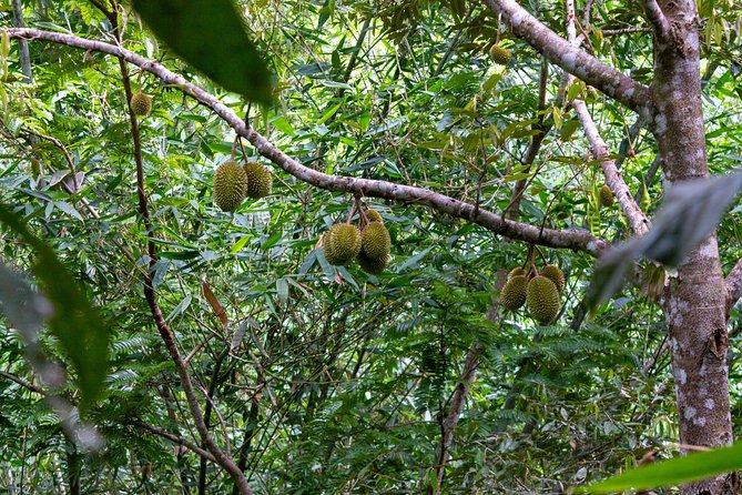 The Phuket Rites of Passage Eco Adventure - Pickup Points