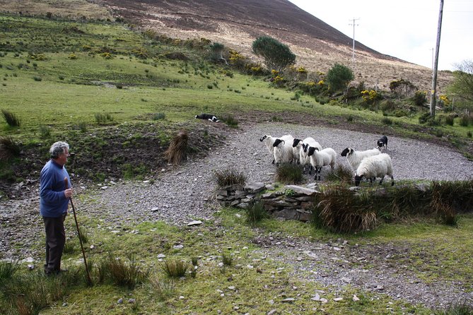 The Ring of Kerry Day Trip Including Killarney Lakes and National Park - Cancellation Policy