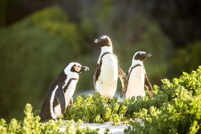 The Road Trip (Cape Point and Penguins) - Driving Along Chapmans Peak
