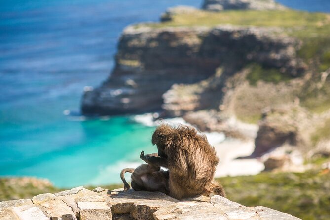 The Road Trip (Cape Point and Penguins) - Pricing and Booking Details