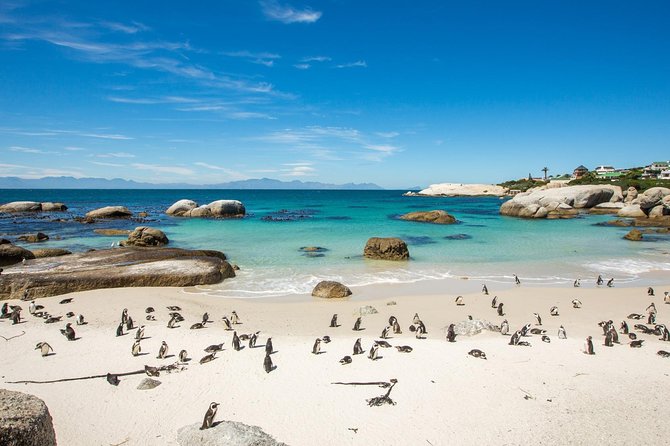 The Road Trip (Cape Point & Penguins) - Private Tour - Boulders Beach: Home to Adorable Penguins