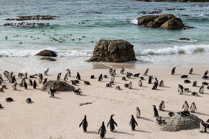 The Road Trip (Cape Point & Penguins) - Private Tour - Chapmans Peak Drive: A Thrilling Coastal Route