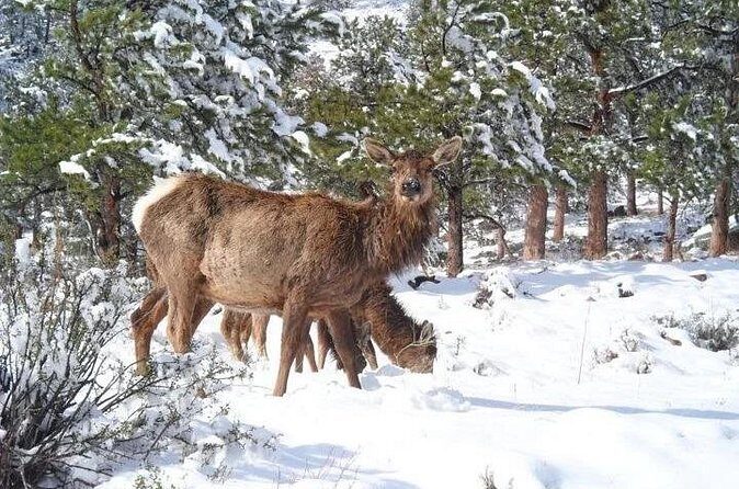The Rocky Mountain National Park Winter Safari Tour - FAQ