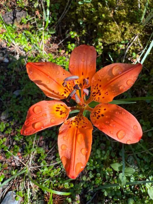 The Sacred Mountains Of Banff And Canmore Walking Tour - FAQ