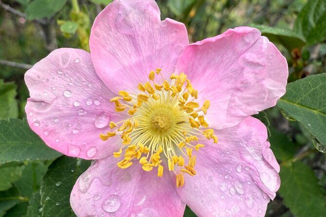 The Sacred Mountains Of Banff And Canmore Walking Tour - FAQs