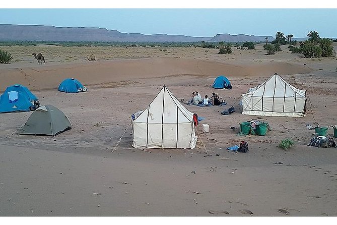 The Secret of the Camel Trekking Desert - Booking Process