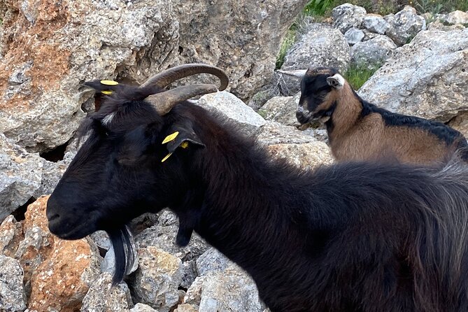 The Shepherds Path Eleven Gates Full-Day Hike From Rethymno - Difficulty Level and Fitness Requirements
