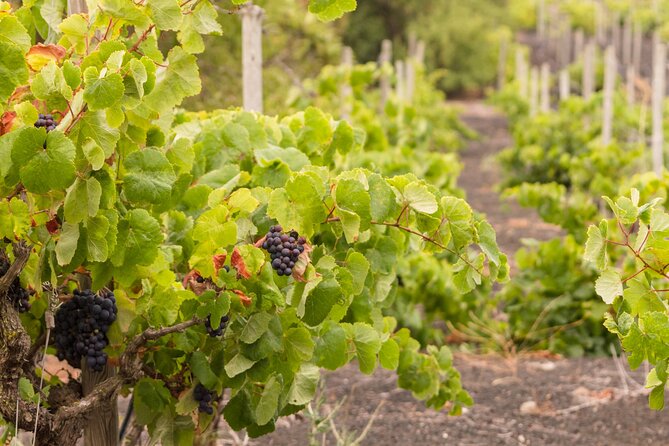 The Single Vineyard Estate, Visit and Tasting at the Winery - Exclusive Cellar and Barrel Room Access