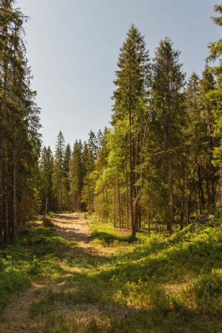 The Spectacular Holmenkollen Walk Private Tour - Highlights