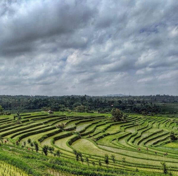 The Spectacular UNESCO World Heritage Tour of Bali - Pricing and Booking Information