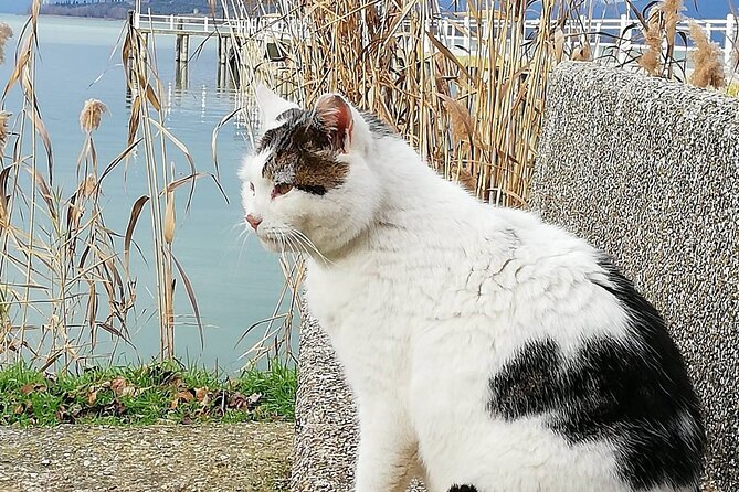 The Spell of Lake Trasimeno - Trekking Tour - Common Questions