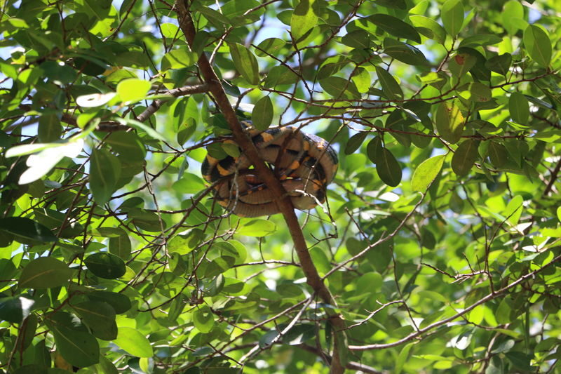 The Sri Phang Nga: Kayak, Trek & Waterfall Adventure From Khao Lak - Rommanee Hot-spring provides a quieter finish
