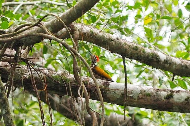 The Sri Phang Nga: Kayak, Trek & Waterfall Adventure From Khao Lak - What the price covers, and what it does not