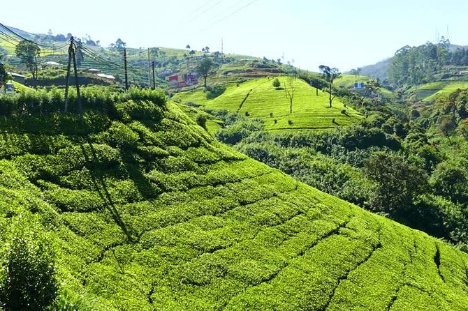 The Tea Hubs of Srilanka - Inclusions and Experiences Offered