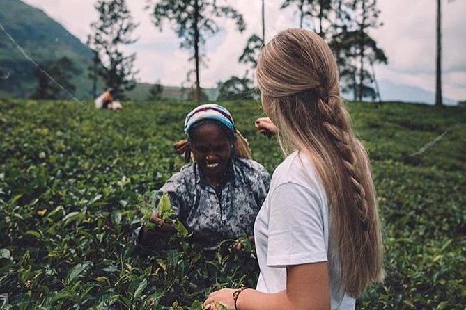 The Tea Hubs of Srilanka - Customer Reviews and Ratings