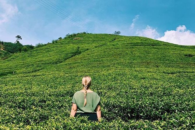 The Tea Hubs of Srilanka - Pickup Information and Logistics