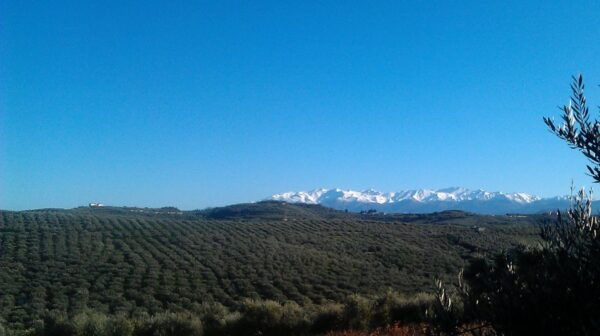 The Terra Creta Olive Oil Experience Tour - Important Information