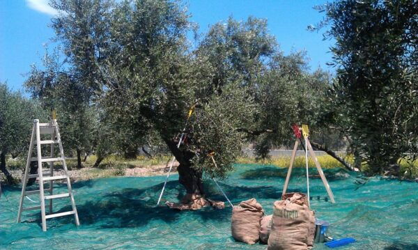 The Terra Creta Olive Oil Experience Tour - Frequently Asked Questions