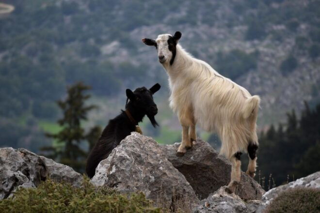 The Theriso Gorge and Village E-Bike Adventure - Frequently Asked Questions