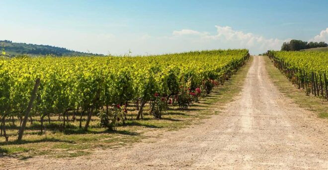The Torriano Wine Experience Room - Wine Tasting and Pairing Experience