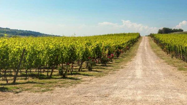The Torriano Wine Experience Room - Highlights of the Torriano Experience