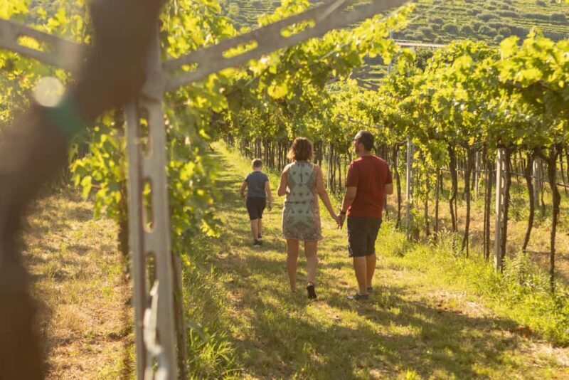 THE TRADITIONS OF VALPOLICELLA: WINE, EVO OIL, AND HONEY TASTING - Exploring the Heart of Valpolicella’s Traditions