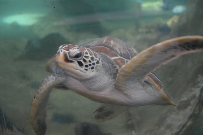 The Tropical Islands of Nha Trang Bay - Common Questions